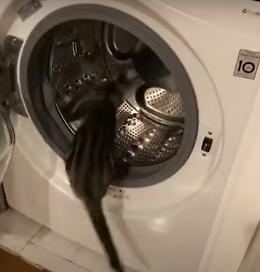 Gatto giocherellone: si muove come un criceto nella lavatrice