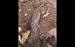 Durante l'escursione s'imbatte in un armadillo