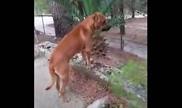 Il cagnolone teme d'esser stato abbandonato: che tenero