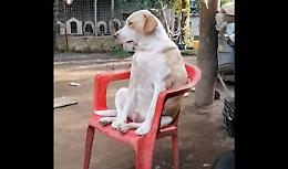 Che tenero il cagnolone: s'addormenta sulla sedia