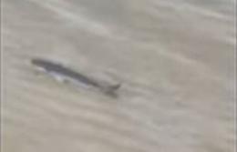 Cefalo spiaggiato, trova un signore che lo salva