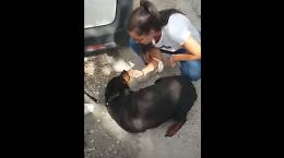 Ha trovato una famiglia, cagnolona in lacrime