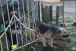 Cane bloccato nel cancello, arriva il fabbro