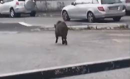 Investe un cinghiale e chiede aiuto, automobilista si ferma ma si porta via l'animale (morto) senza prestare soccorso