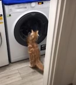 Il gattino scopre la lavatrice e tenta di entrarci