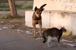 Gattino solo tra i cani randagi, ma si fa rispettare