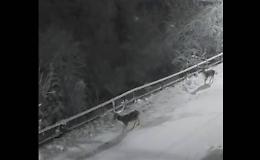 Nevica e nel paesino di montagna spuntano i cervi