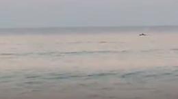 Cucù: dal mare spunta fuori una balenottera