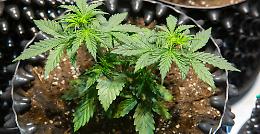 Scoperta megapiantagione di marijuana in bunker sotterraneo in Sardegna: tre arresti