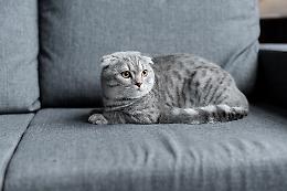 Covid, identificato a Torino il primo caso in Italia di variante inglese su un gatto