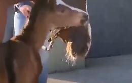 Il puledrino orfano ha trovato una nuova mamma