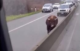 Parafrasando Rovazzi: con il...toro in tangenziale, andiamo a comandare
