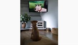 E' il suo cartone animato preferito: il cane non se ne perde una scena