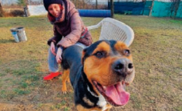 Al canile Albero di Mais 50 volontari in aiuto degli animali più deboli