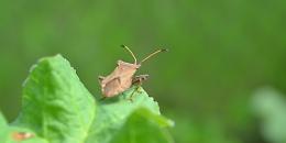 La cimice