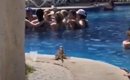 L'iguana va a farsi un bagnetto e mette in fuga tutti