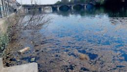Cespugli di alghe e una distesa di rifiuti: così il Po si è trasformato in una palude