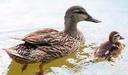 Mamma anatra ed il suo anatroccolo salvati, nel traffico, dai vigili urbani