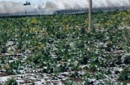Piemonte: per Confagricoltura le assicurazioni da sole non bastano più