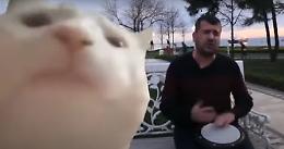 Il gatto ballerino danza e muove la testa al ritmo del tamburo