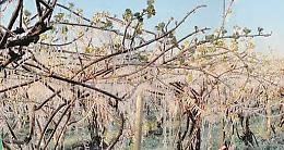 La gelata ha bruciato le vigne: «Danni per 18 milioni di euro»