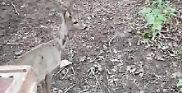 Moncalieri, capriolo bloccato in un canale: salvato e curato [LE FOTO]