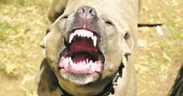Ragazzino morso dal pitbull, arrestato il padrone
