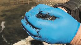 Strage di animali nel lago: forse uccisi da un batterio