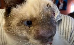 Inala un fungo tossico e il muso del gattino diventa deforme