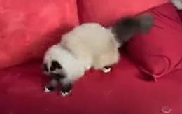 Gatto contro laser: chi la spunta?