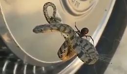 Terrore lungo la provinciale, dall’auto spunta un serpente