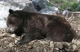Favola a lieto fine: bimbo perso nel bosco salvato da un orso