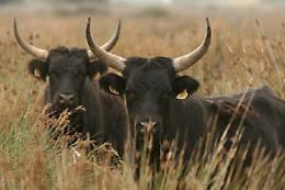 Mucche in calore e tanto fieno per catturare i 5 tori da rodeo