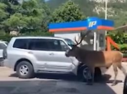 Si ferma per fare benzina e incontra...un grosso alce