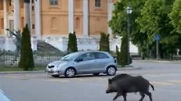 La Basilica e la lapide del Toro, terreno di caccia dei cinghiali