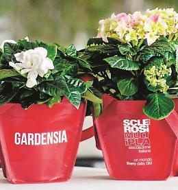SOLIDARIETA'&VOLONTARIATO. La giornata mondiale della sclerosi: una gardenia per sostenere la ricerca