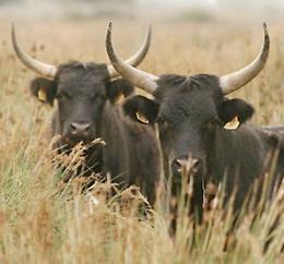 Cinque tori da rodeo in fuga: blindata la zona della Mandria
