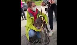 Ha trascorso una vita intera in canile: adesso il cagnolone ha trovato casa