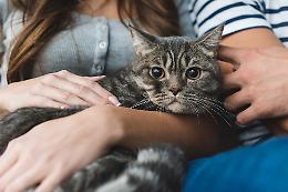 Come pulire le orecchie al gatto di casa: il felino (a volte) ha bisogno dell’uomo
