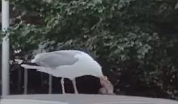 Sul tetto dell'auto trova un gabbiano che sta facendo colazione