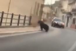 Da non credere, c'è un orso che si sposta nel cuore del paese