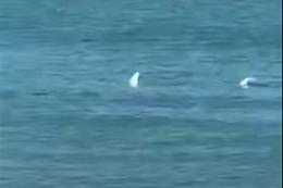 L'avvistamento è sconvolgente: c'è uno squalo a pochi metri dalla riva