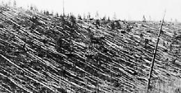 80 milioni di alberi abbattuti: è l’esplosione di Tunguska