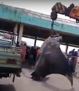 La razza è proprio enorme: per tirarla su serve il braccio meccanico di un carro gru!!
