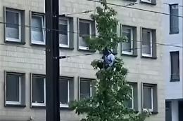L'albero si muove, c'è una persona arrampicata sopra