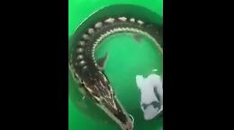 Compra un pesce al mercato, ma non lo metterà in pentola