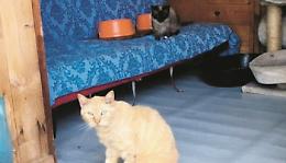 I volontari di Vibrisse nel rifugio per i gatti abbandonati o malati