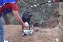 C'è un Rottweiler abbandonato, ecco come lo mettono in salvo