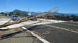 Albero cade in strada: caos in tangenziale, grave un motociclista [FOTO]