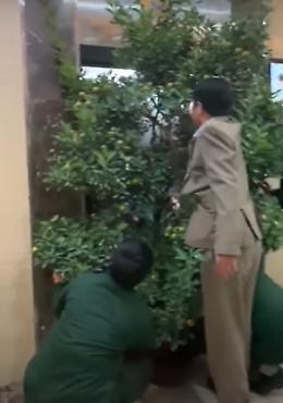 Nossignore, l'alberello con il vaso proprio non entra in ascensore!!